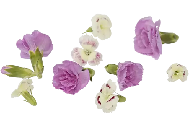 Eetbare bloem anjer mix 30 stuks